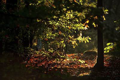 BUITEN BEELD Foto: 73955