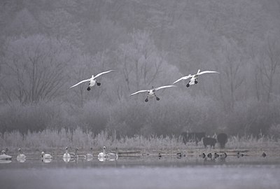 BUITEN BEELD Foto: 74012