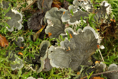 BUITEN BEELD Foto: 74023