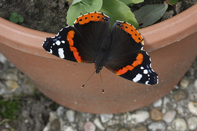 BUITEN BEELD Foto: 74082