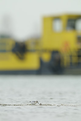 BUITEN BEELD Foto: 74102