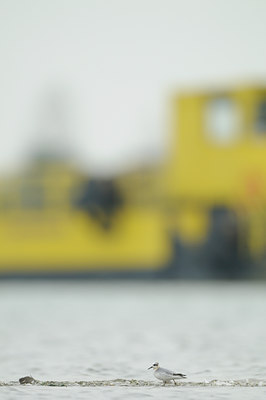 BUITEN BEELD Foto: 74103
