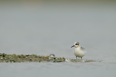 BUITEN BEELD Foto: 74113