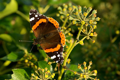 BUITEN BEELD Foto: 74127