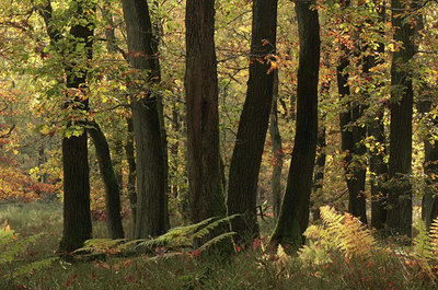 BUITEN BEELD Foto: 74134