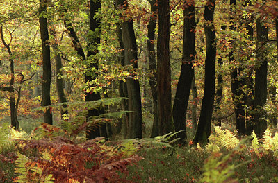 BUITEN BEELD Foto: 74135