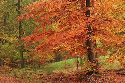 BUITEN BEELD Foto: 74149