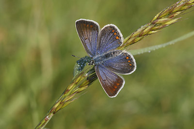 BUITEN BEELD Foto: 74186