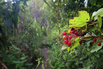 BUITEN BEELD Foto: 74188