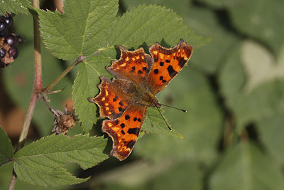 BUITEN BEELD Foto: 74194