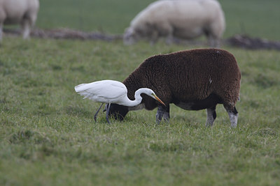 BUITEN BEELD Foto: 74197