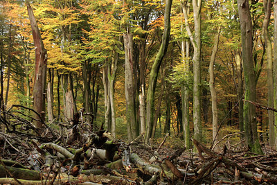 BUITEN BEELD Foto: 74207