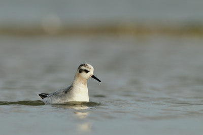 BUITEN BEELD Foto: 74212