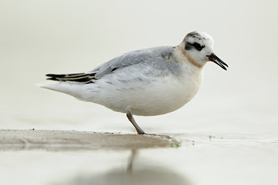 BUITEN BEELD Foto: 74220
