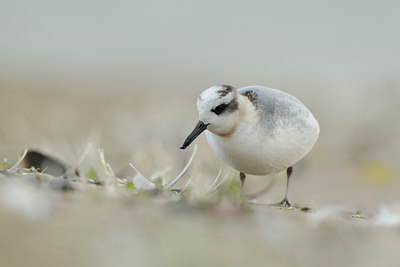 BUITEN BEELD Foto: 74226