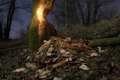 BUITEN BEELD Foto: 74262