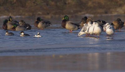 BUITEN BEELD Foto: 74268