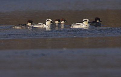 BUITEN BEELD Foto: 74271