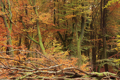 BUITEN BEELD Foto: 74279