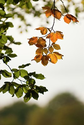 BUITEN BEELD Foto: 74311
