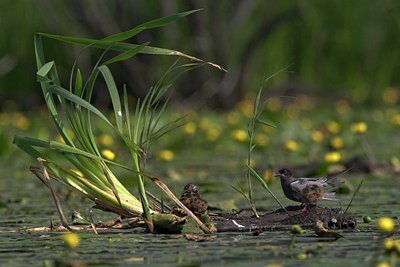 BUITEN BEELD Foto: 74320