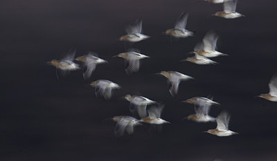 BUITEN BEELD Foto: 74332