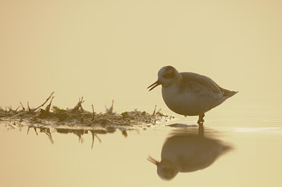 BUITEN BEELD Foto: 74353