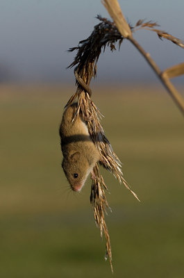 BUITEN BEELD Foto: 74368