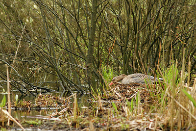 BUITEN BEELD Foto: 74376
