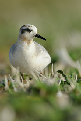 BUITEN BEELD Foto: 74502