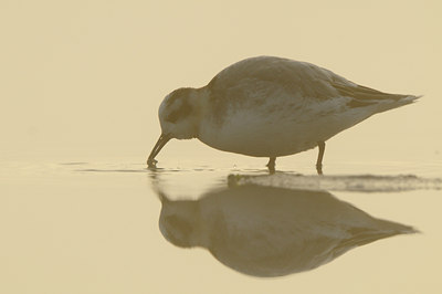 BUITEN BEELD Foto: 74504