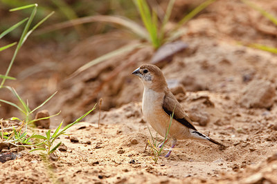 BUITEN BEELD Foto: 74510