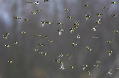 BUITEN BEELD Foto: 74529