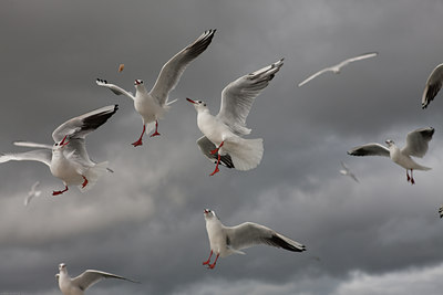 BUITEN BEELD Foto: 74544