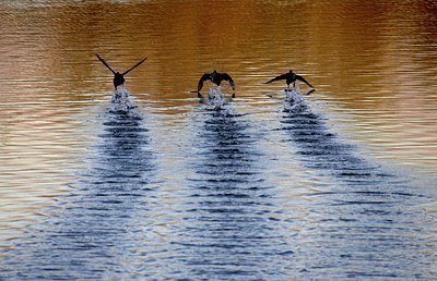 BUITEN BEELD Foto: 74545