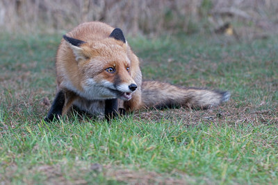 BUITEN BEELD Foto: 74549