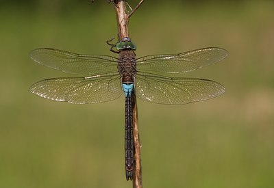 BUITEN BEELD Foto: 74556