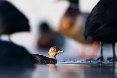 BUITEN BEELD Foto: 74560