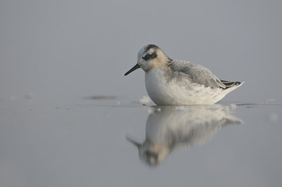 BUITEN BEELD Foto: 74572