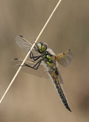 BUITEN BEELD Foto: 74584