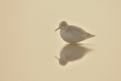 BUITEN BEELD Foto: 74587