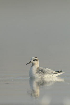 BUITEN BEELD Foto: 74627