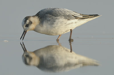 BUITEN BEELD Foto: 74628