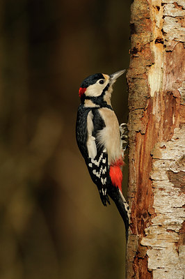 BUITEN BEELD Foto: 74661
