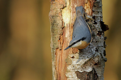 BUITEN BEELD Foto: 74662