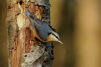 BUITEN BEELD Foto: 74663