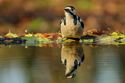 BUITEN BEELD Foto: 74664