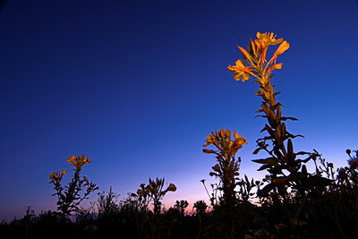 BUITEN BEELD Foto: 74678