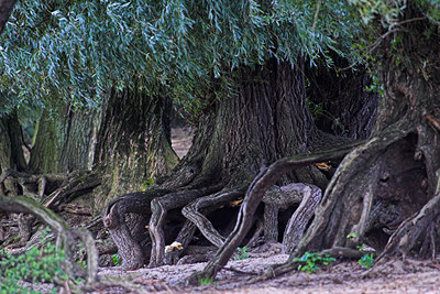 BUITEN BEELD Foto: 74683