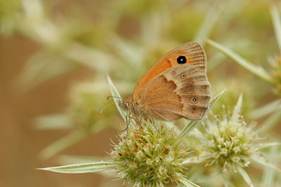 BUITEN BEELD Foto: 74749